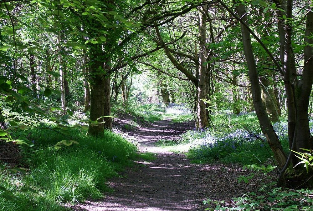A path leading into the woods with dappled light and a few bluebells scattered around.